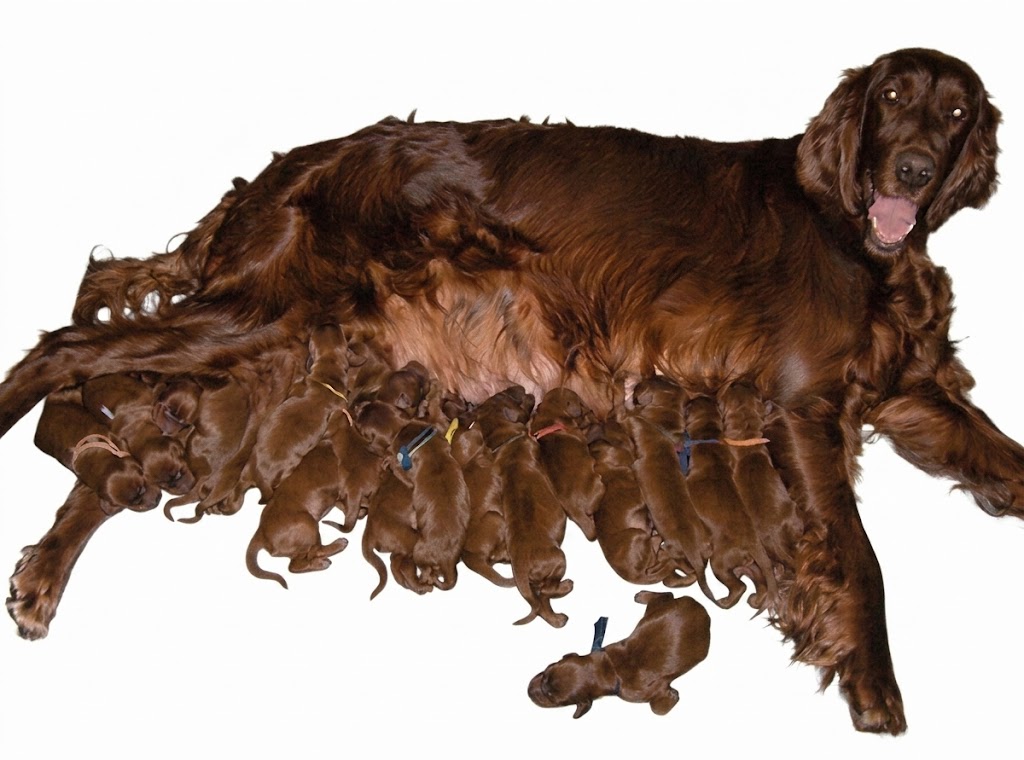 Mamãe Pet